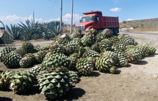 Pina (the hearts of the agave plants)